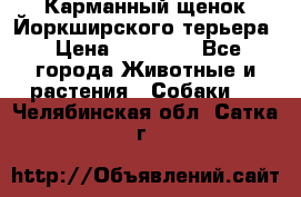 Карманный щенок Йоркширского терьера › Цена ­ 30 000 - Все города Животные и растения » Собаки   . Челябинская обл.,Сатка г.